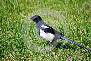 Black pied magpie