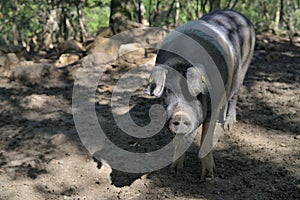 Black pig Cinta senese. Tuscany, Italy