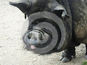 Black Pig in a field