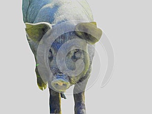 A black pig. isolated on white background.