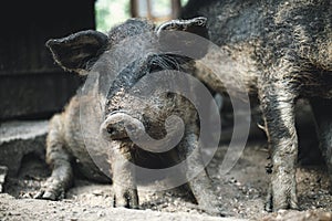 Black pig lays in the shade. Hungarian mangalica piglet hiding from the sun