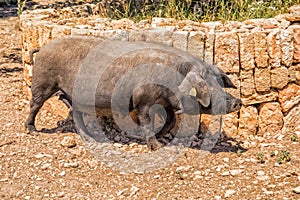 Iberian Black Pig, Mallorca. photo