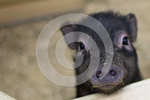 Muzzle of a black pig with a stigma in the foreground