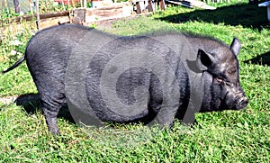Black pig in the open air in summer photo