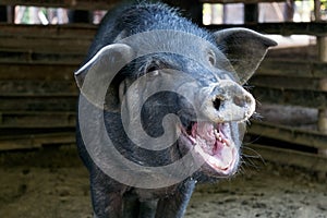 Black pig opened mouth yawn in sty