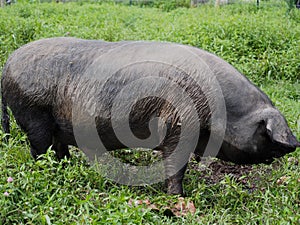 Black Pig Profile Closeup in Green Field