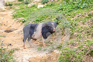 Black pig in Sapa, Vietnam