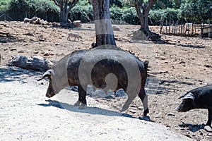 Black Pig Sicily