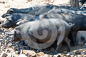 Black Pig Sicily