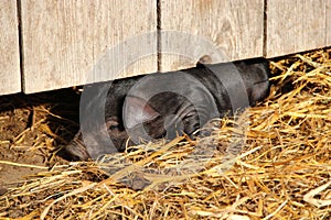 Black pig sleeping on straw under fence