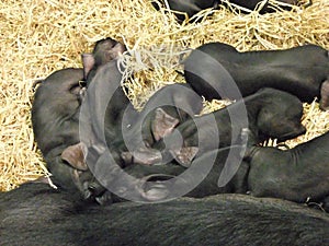 Black Pig, Sow and Piglets laying with straw in Pen