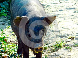 A black pig stand on agriculture field
