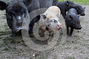 Black pig swine and two piglets front looking