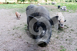 Black pig swine and two piglets front looking