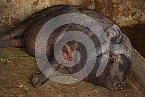 A black pig of a Vietnamese dwarf breed sweetly asleep in a stable and smiling