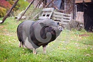 Black a pig in the yard