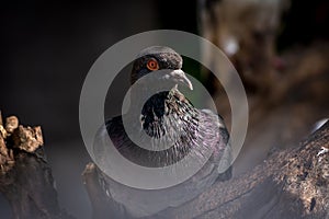 Black pigeon bird on tree trunk expose by sunlight