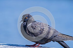 Black pigeon of the columbidae bird family.