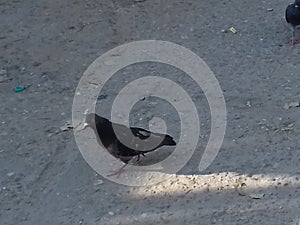 black pigeon on the ground is searching for food