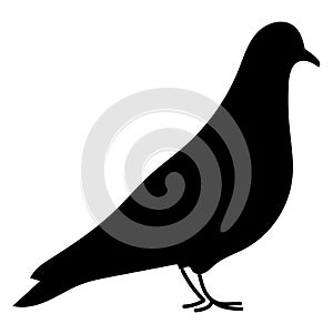 Black pigeon shadow isolated on white background. Dove silhouette, Bird