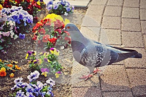 Black pigeon walking near flowers