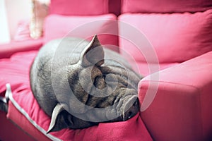 Black piggy on sofa