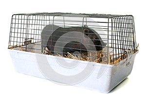 Black piglet in cage