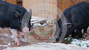 Black piglet close-up. Two cute young boars are walking under the falling snow.