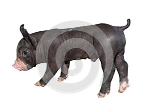 Black piglet,kurobuta