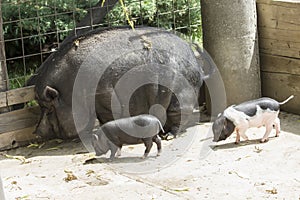 Black piglets