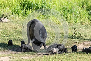Black piglets with sow pig feeding in green grass