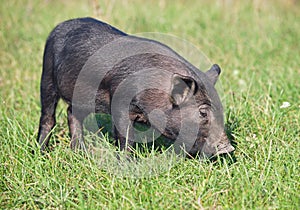 The black pigling on green lawn