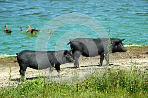 Black pigs