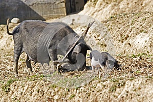 Black pigs eating