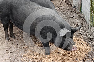 Black pigs on a european farm.