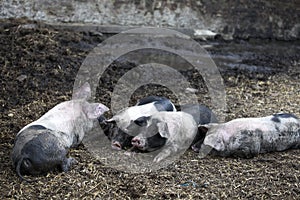 Black pigs at farm