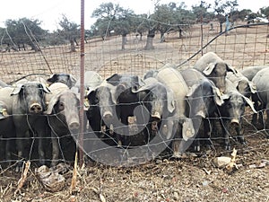 Black pigs of Iberian breed piglets in the field waiting for their daily meal