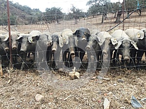 Black pigs of Iberian breed piglets in the field waiting for their daily meal