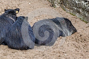 black pigs in riga zoo in summer 1