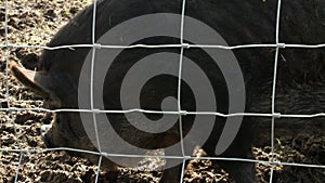 Black Pigs Scrounging For Food