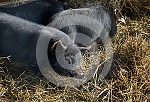 Black pigs in the straw