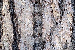 black pine bark, close up photo