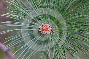 The Black Pine branch