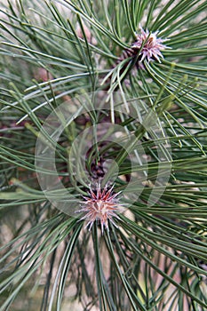 The Black Pine branch