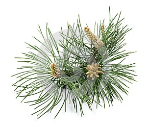 Black pine branch