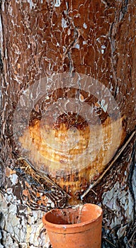 Black pine with collecting vessel photo