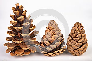 Black pine cone - Pinus nigra Arn. Cones that fell to the ground from a tree on a white table