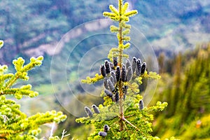 Black Pine Cones Close-up on a Sunny Day