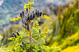 Black Pine Cones Close-up on a Sunny Day