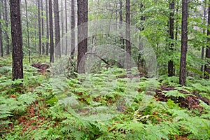 Black pine forest in the rain